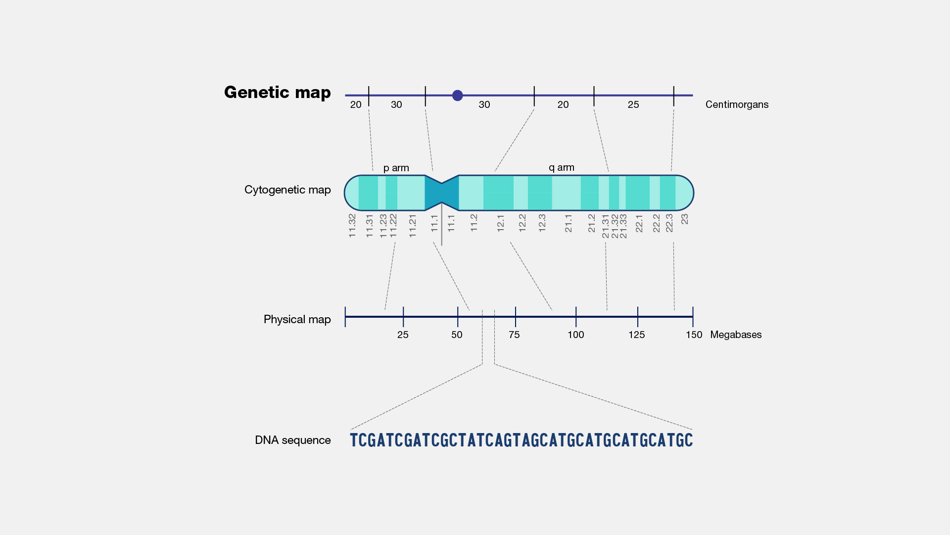 Genetic-map