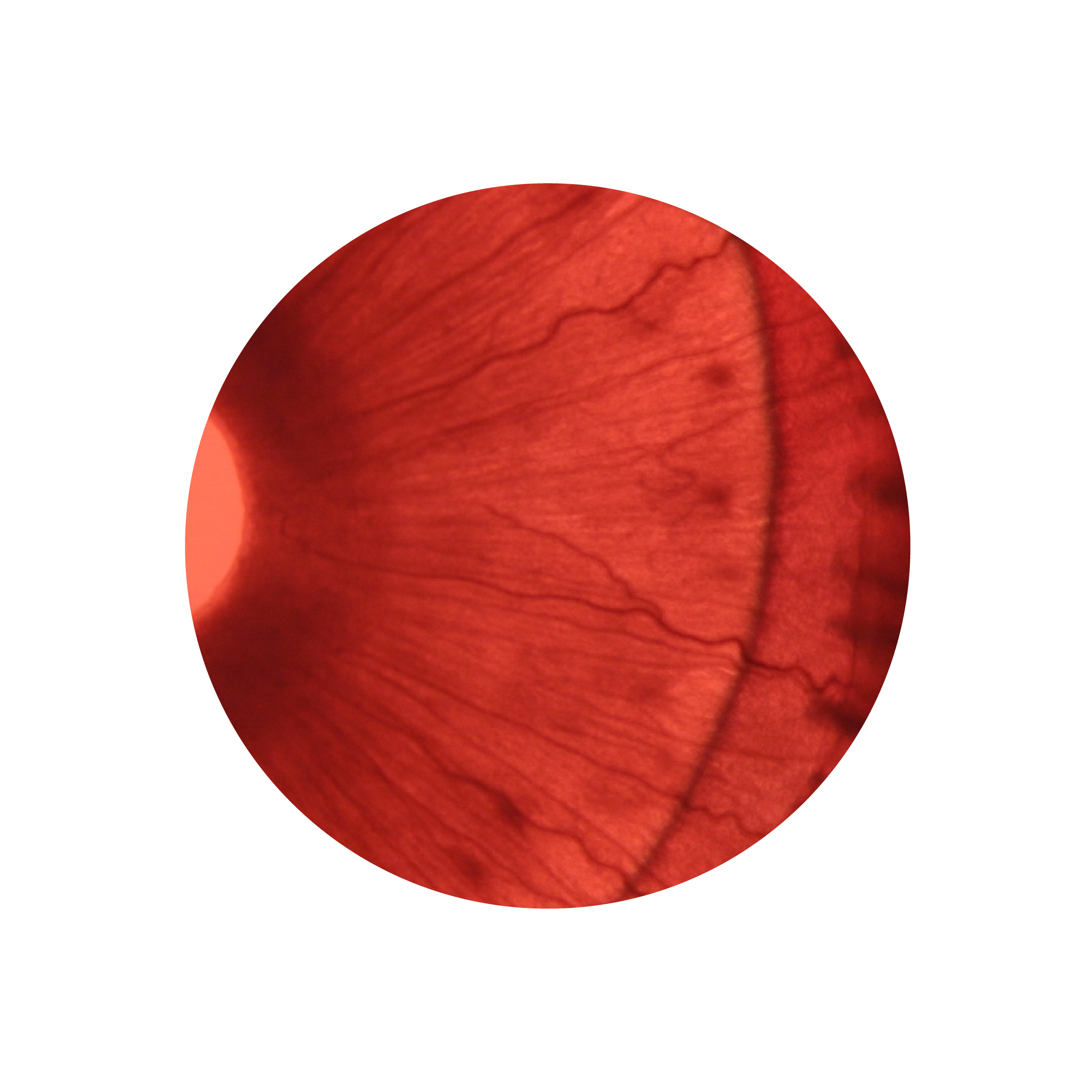 a microscopic view of an eyeball