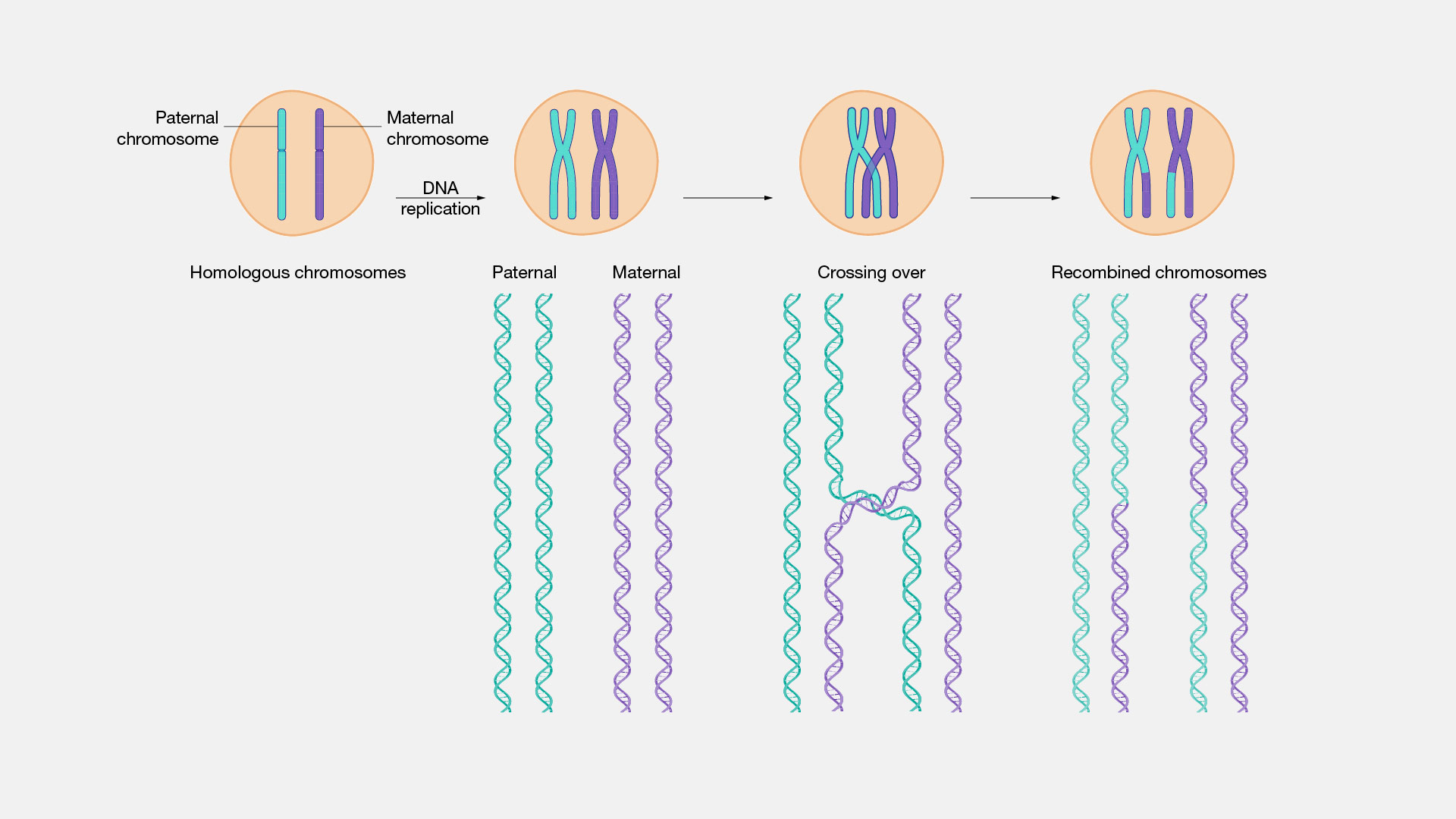 Homologous-recombination