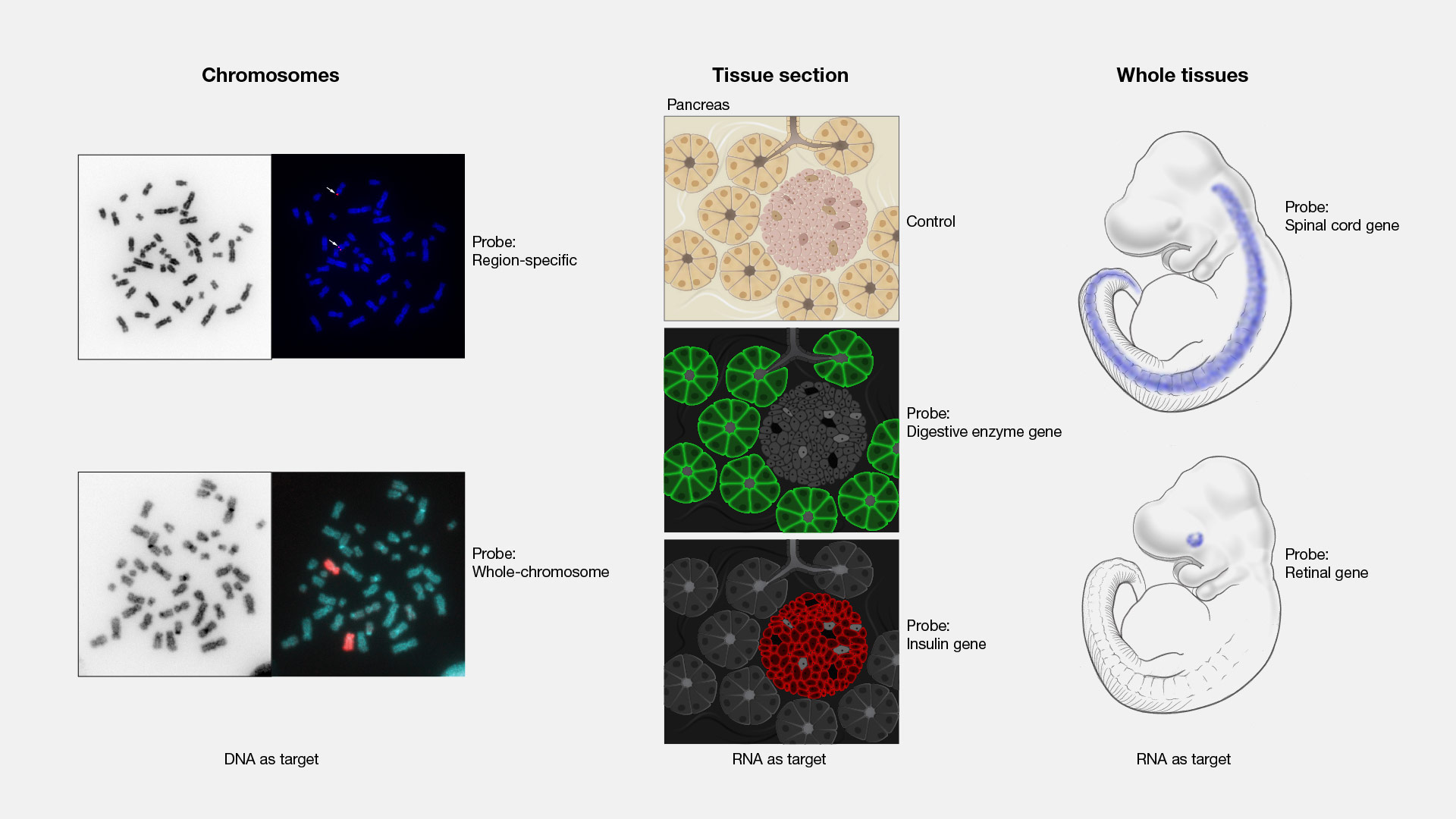 In-Situ-Hybridization