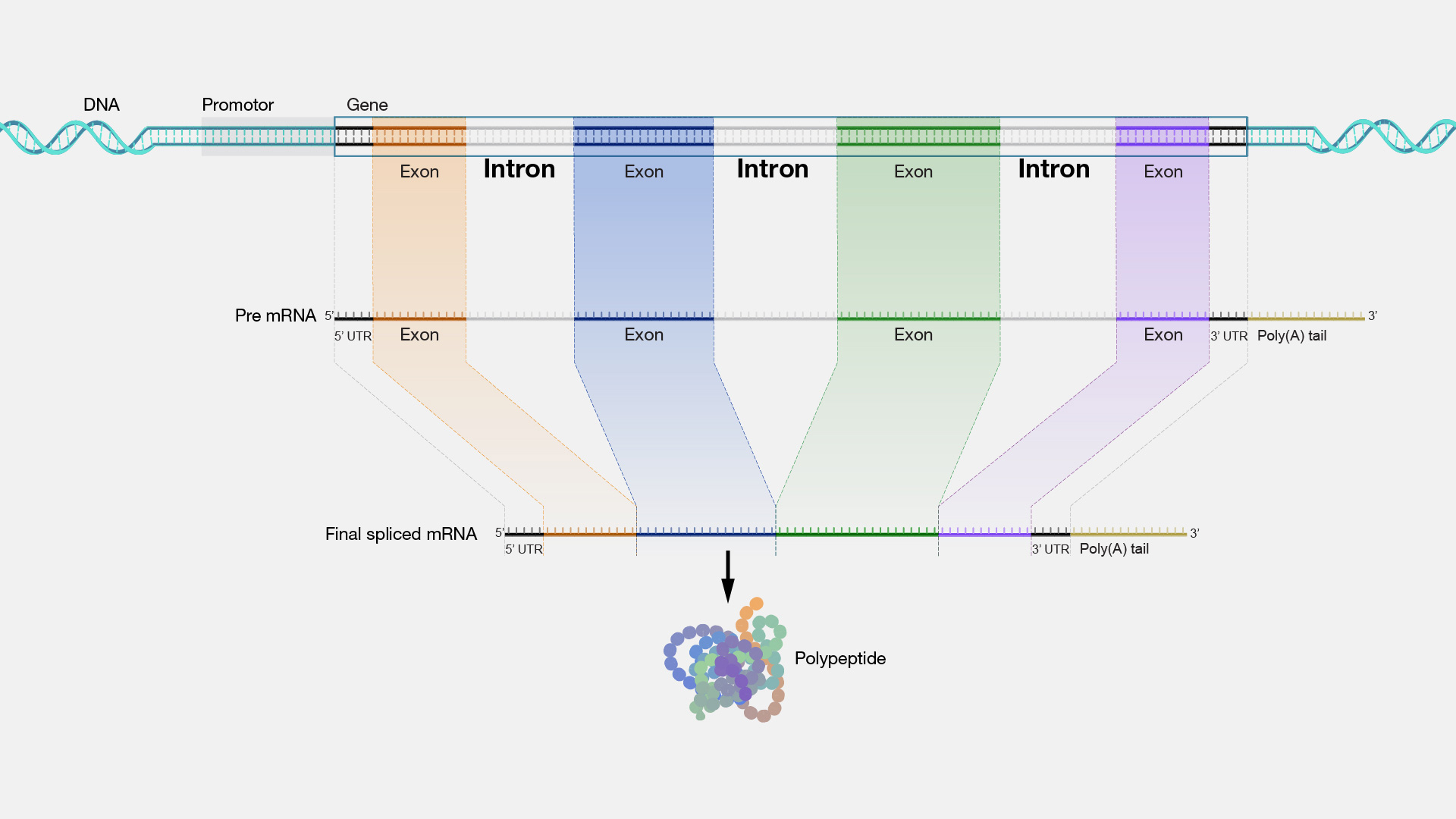 Intron