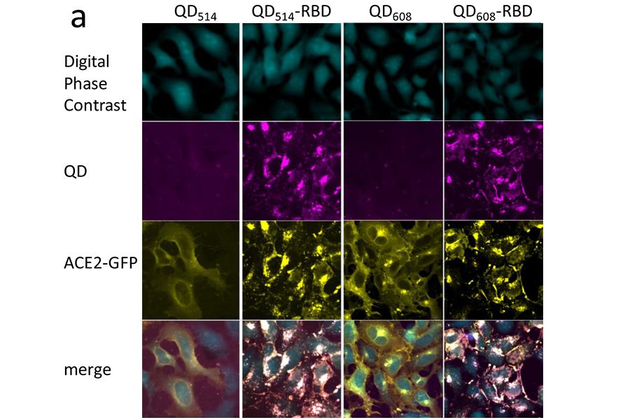 A nanoparticle probe with a virus protein interacts with cells.