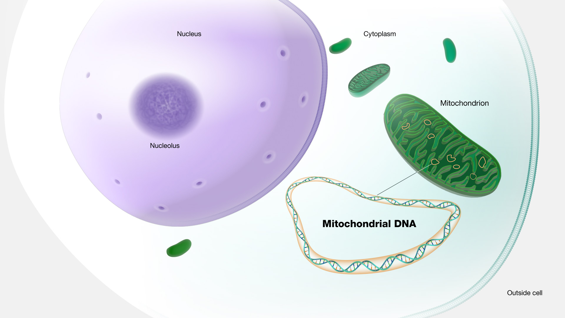 Mitochondrial-DNA
