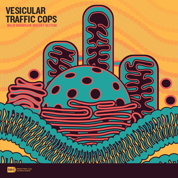 NHLBI Research Rocks album cover-Vesicular Traffic Cops