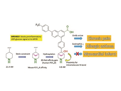 Diagram of Heterocyclic P2Y14 Antagonists for the Treatment of Various Conditions