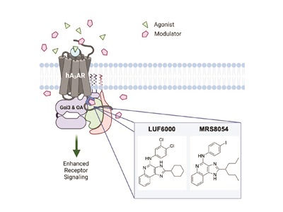 A diagram of A3 Adenosine Receptor Positive Allosteric Modulators