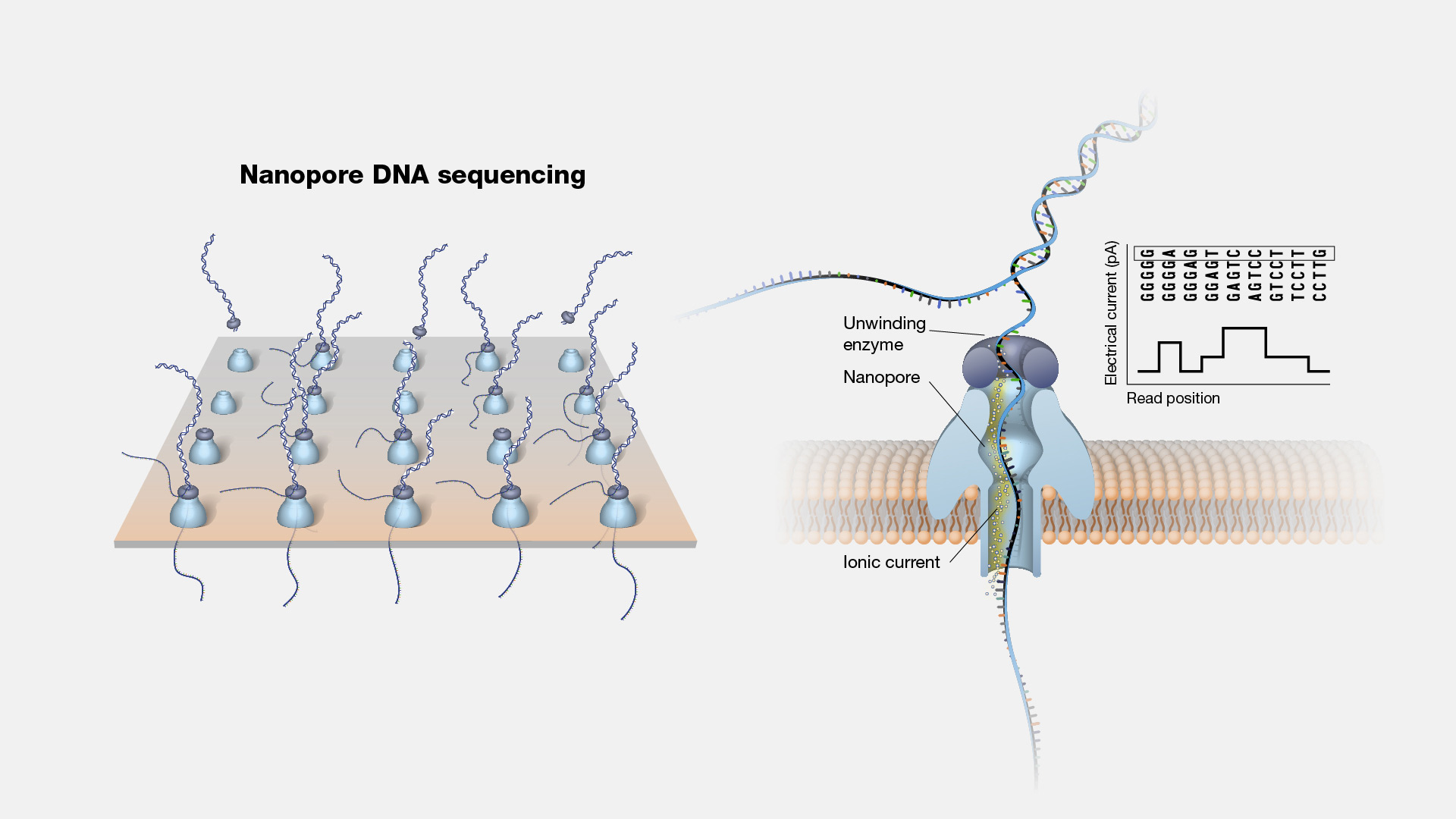 Nanopore-sequencing