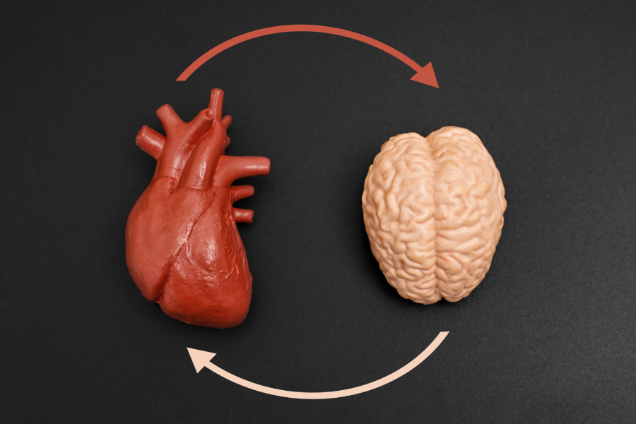 Anatomical models of human brain and heart isolated on a black background, connected by curved arrows, symbolizing interconnection.