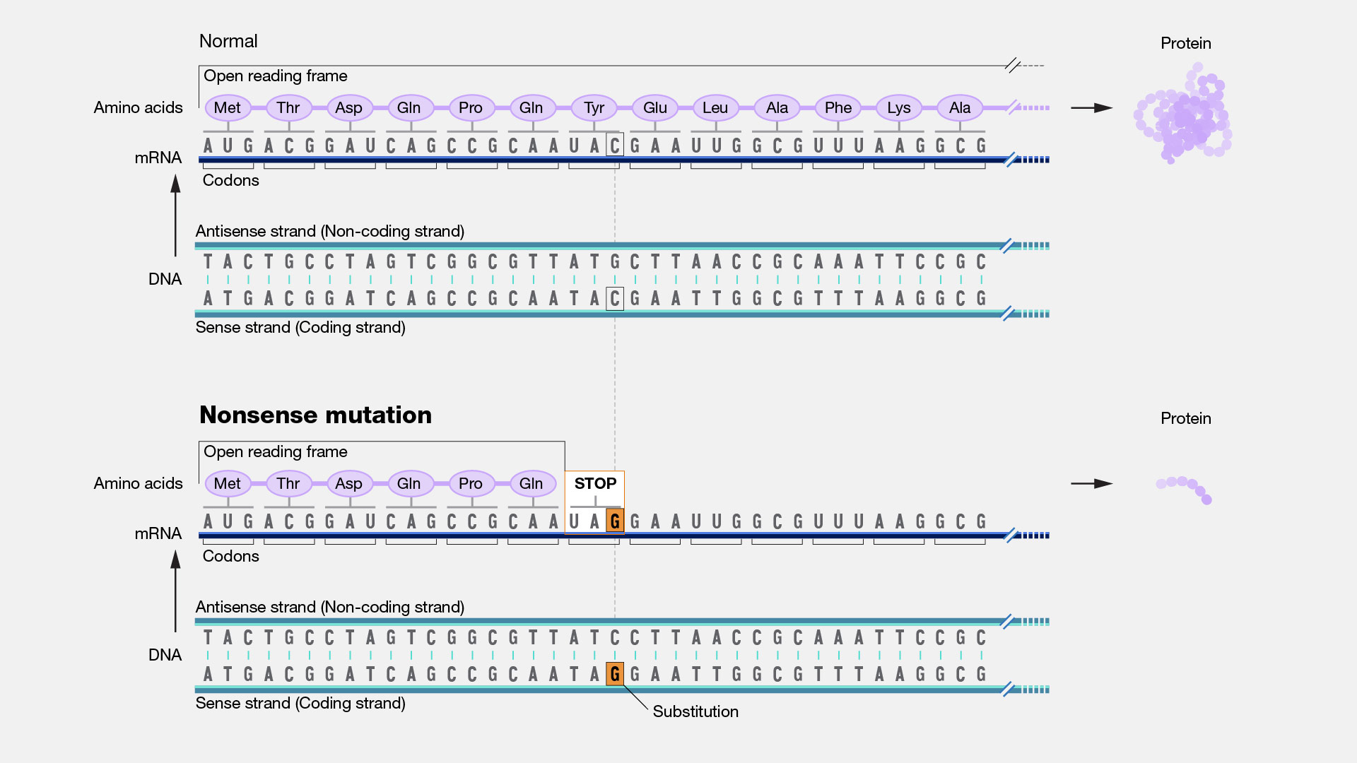 Nonsense-mutation