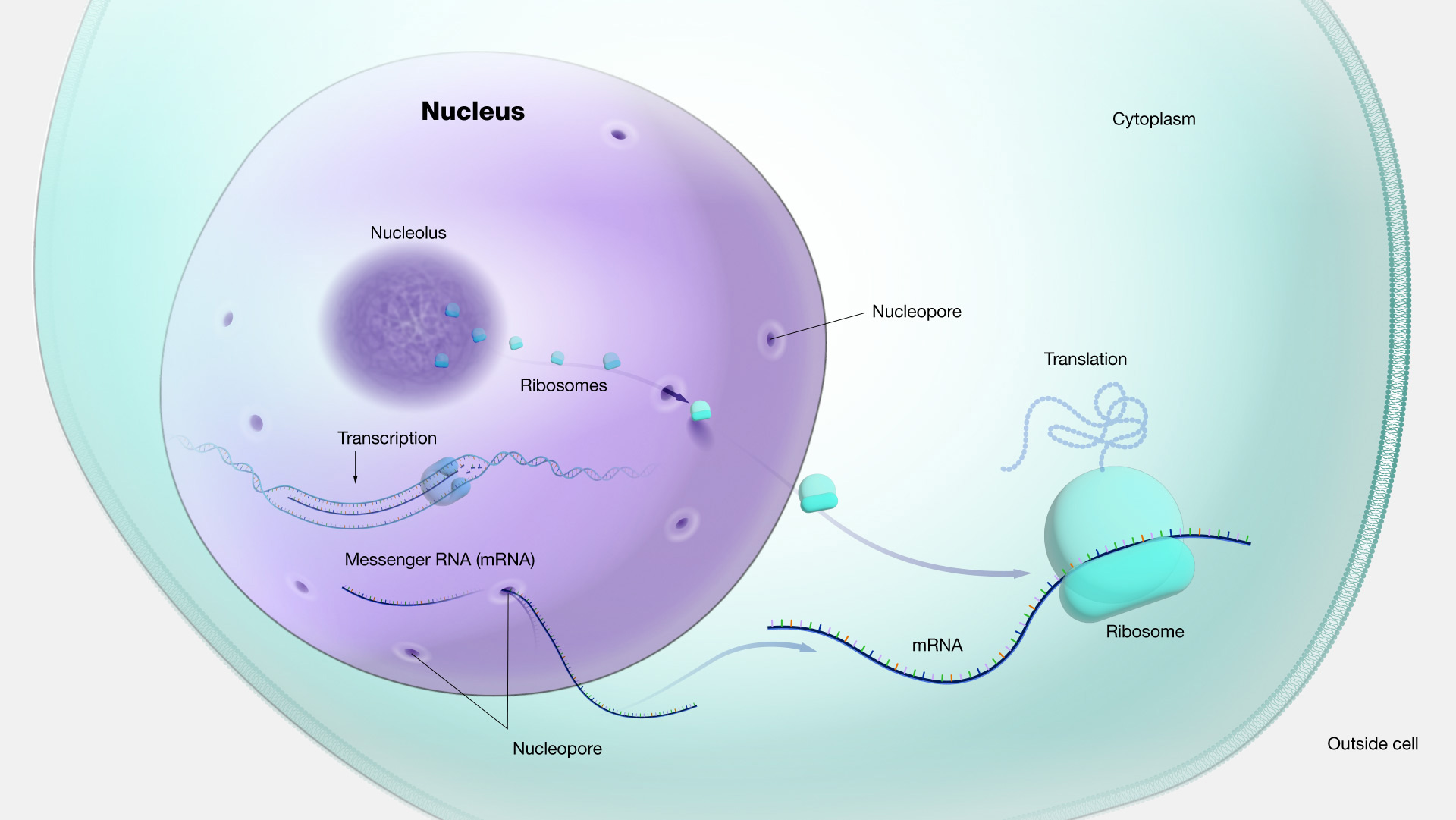 Nucleus