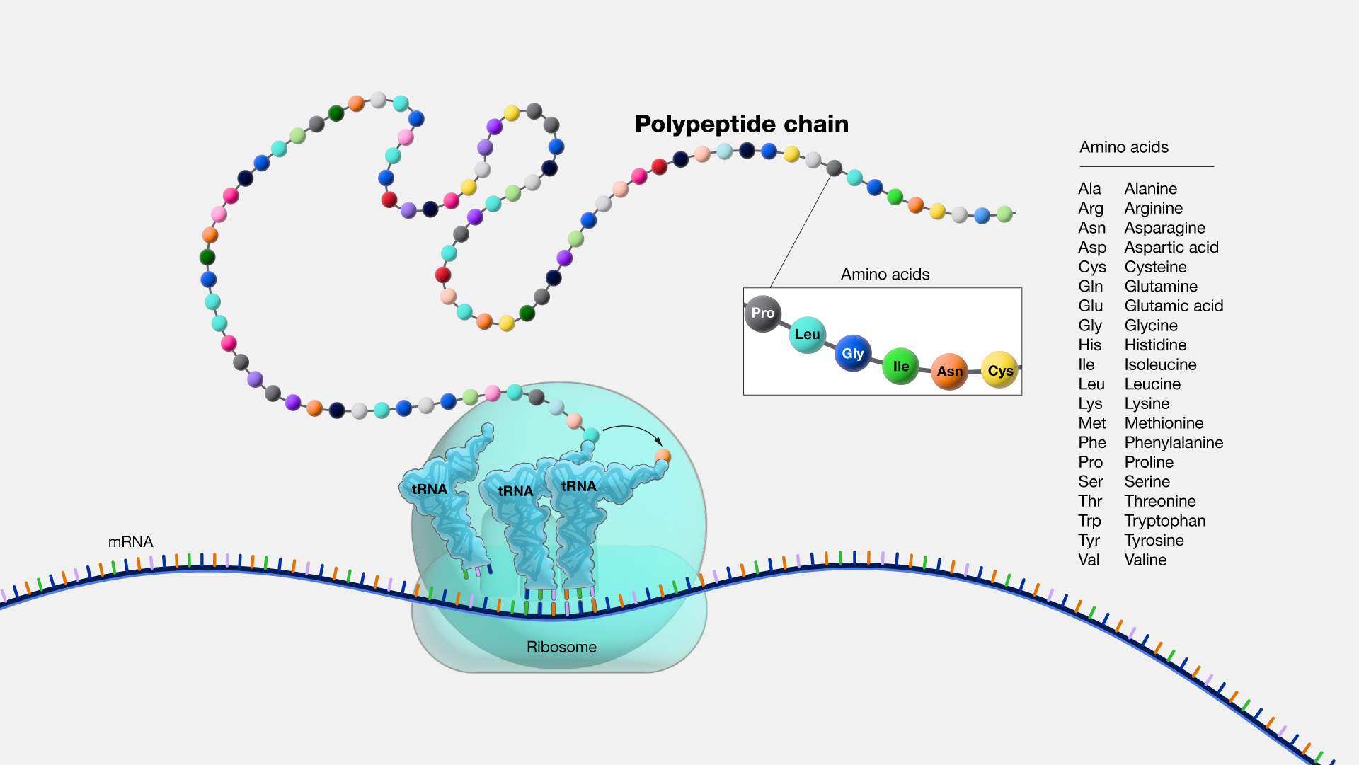 Peptide