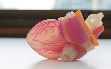 A photo of a 3D plastic model of a human heart