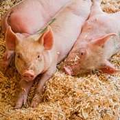 Three pigs laying in hay