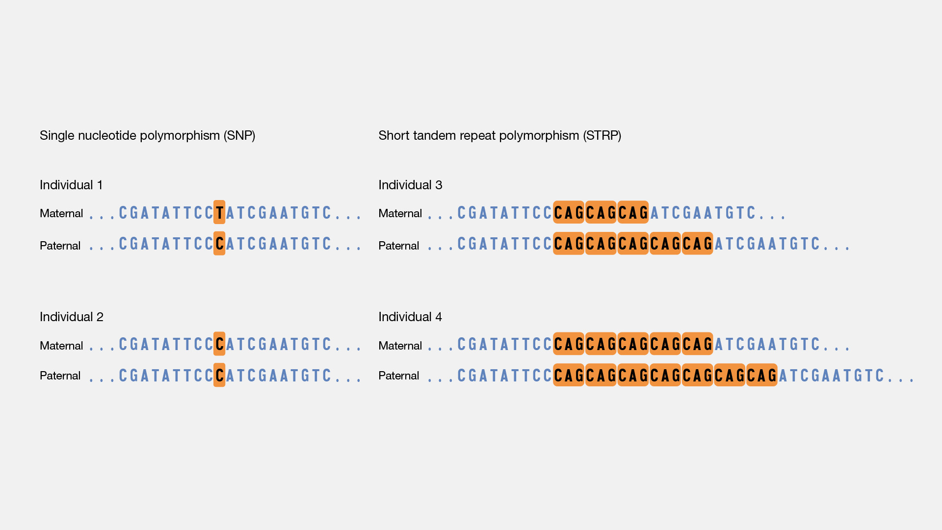 Polymorphism