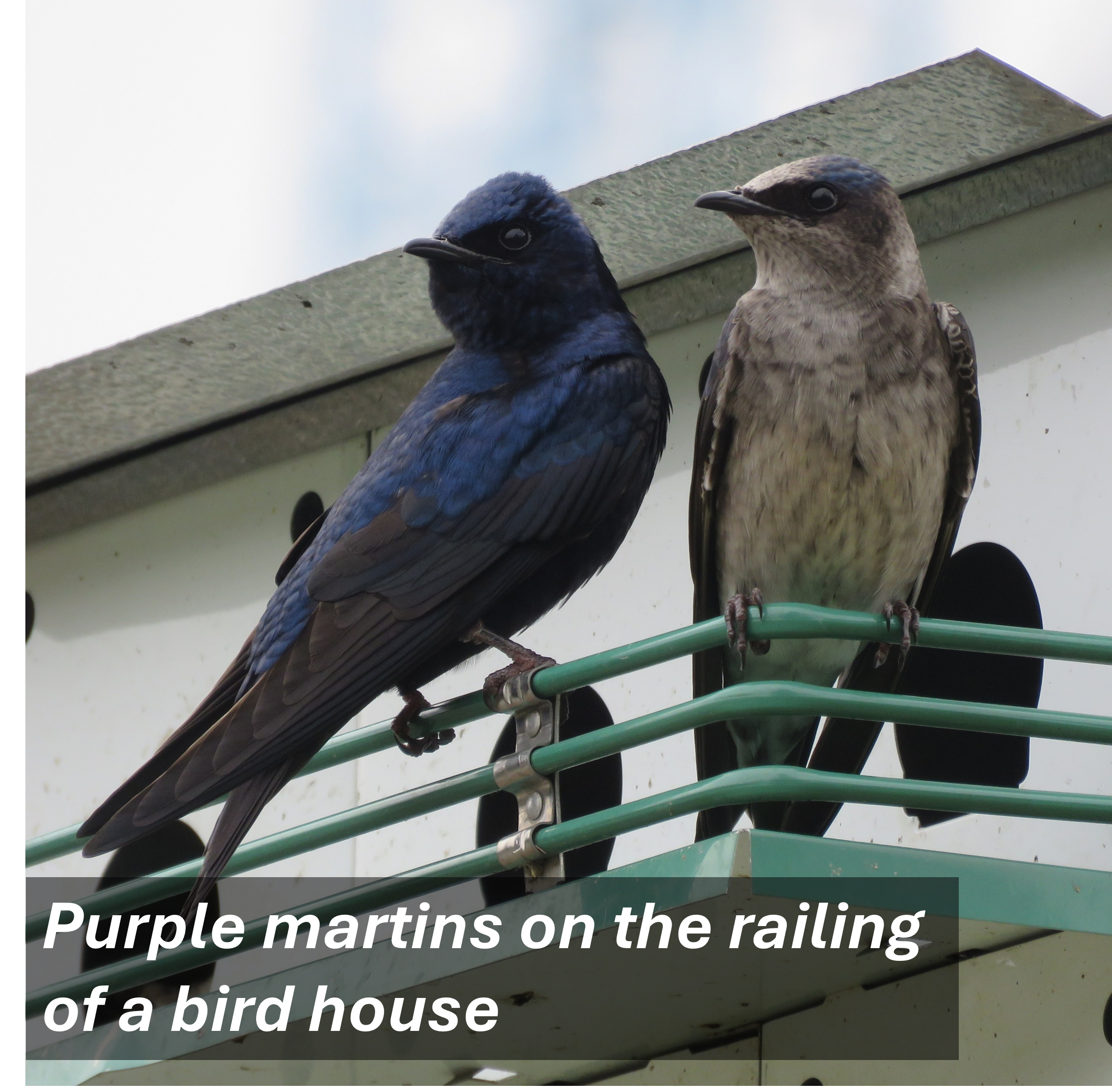 PURPLE MARTINS