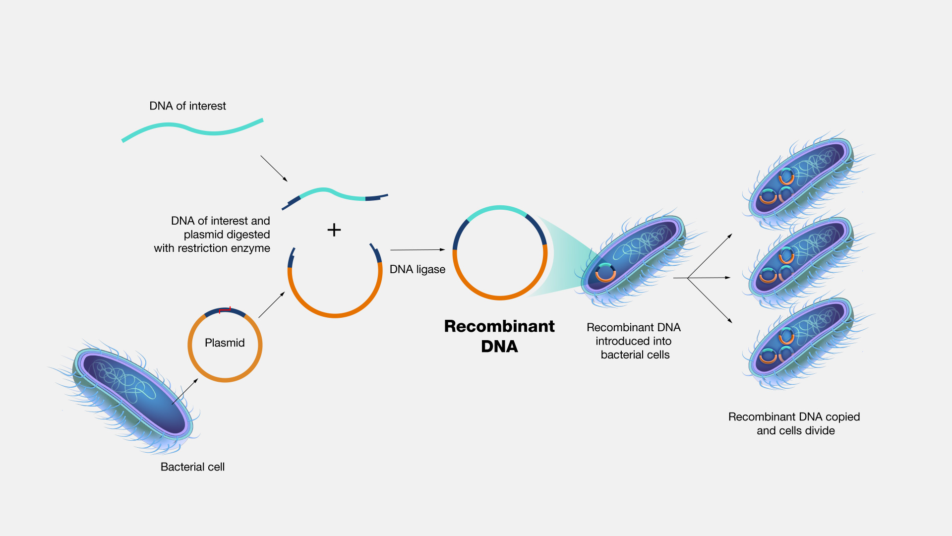 Recombinant-DNA-technology.jpg 