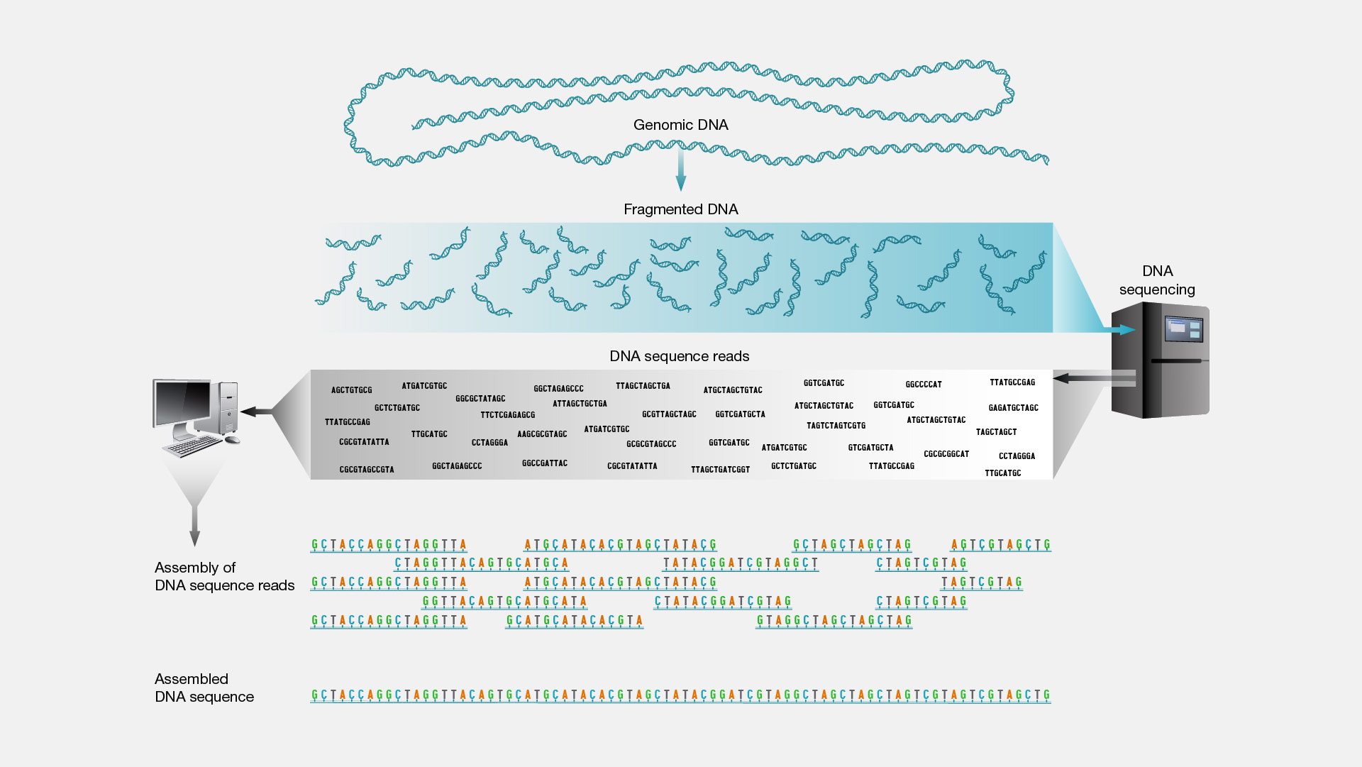 Shotgun-sequencing