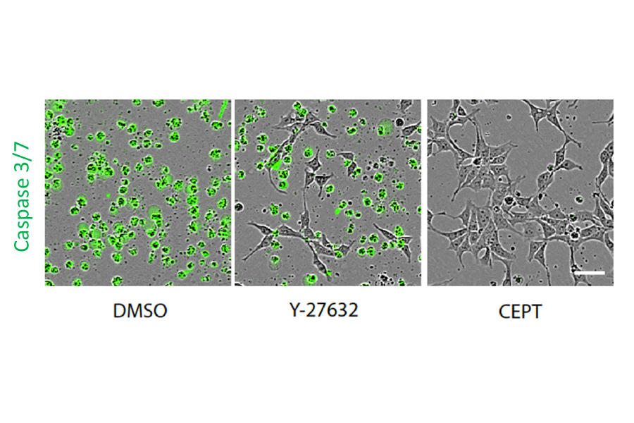 Thawed stem cells on a plate