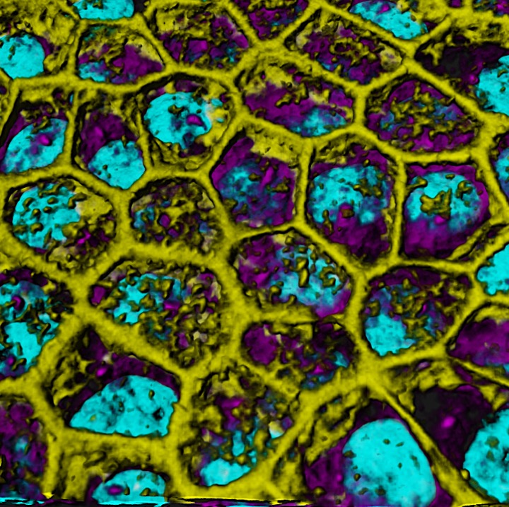 Image of Retina layer 