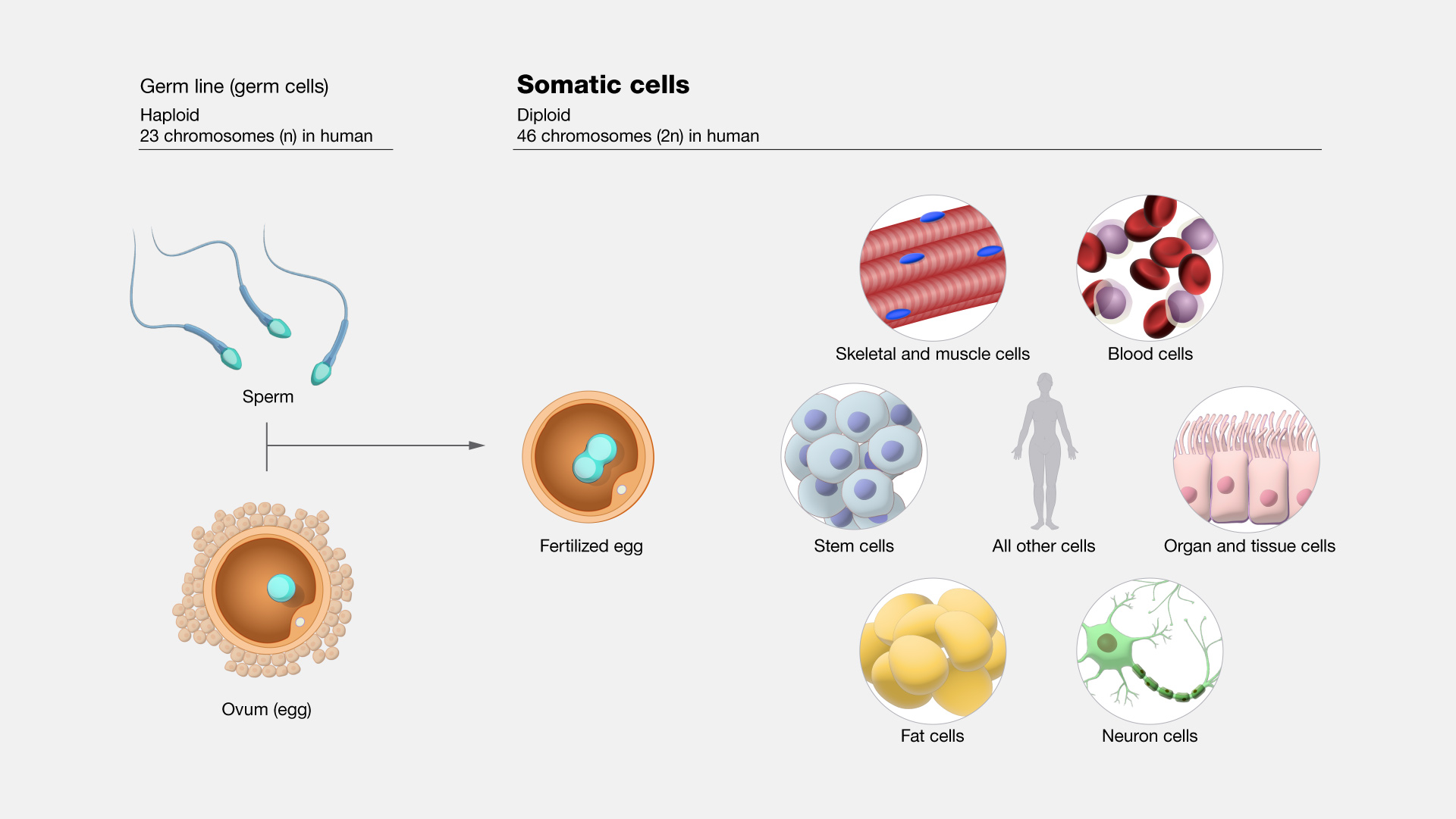 Somatic Cells