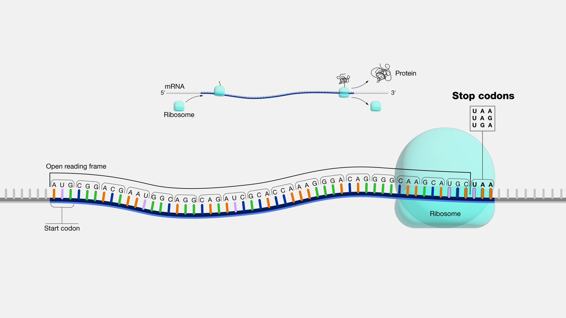Stop-codon