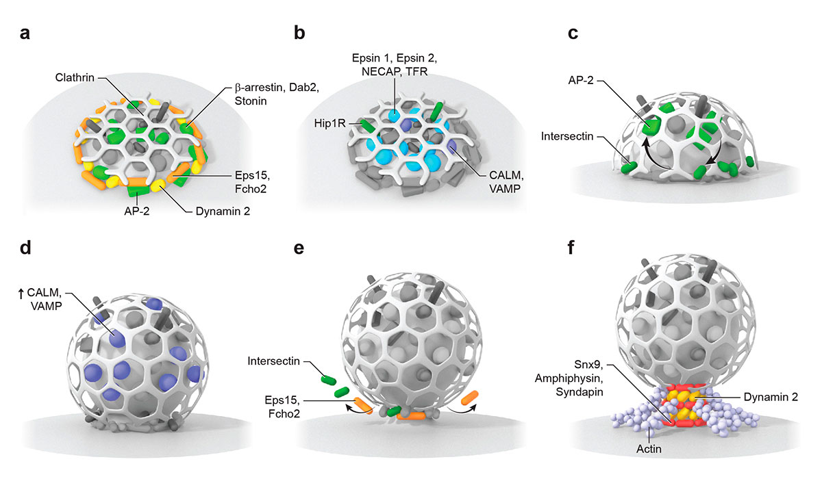 endocytic proteins distribute into distinct spatial zones in relation to the edge of the clathrin lattice