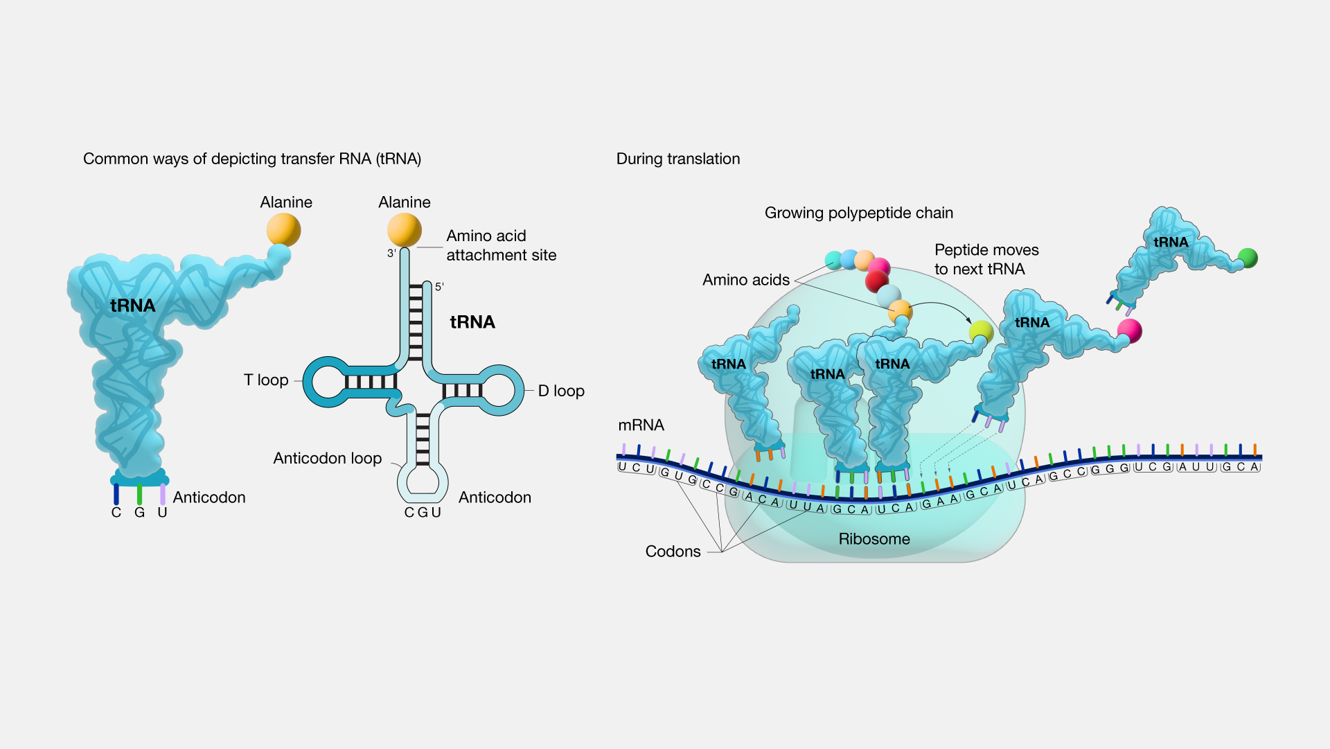 Transfer RNA
