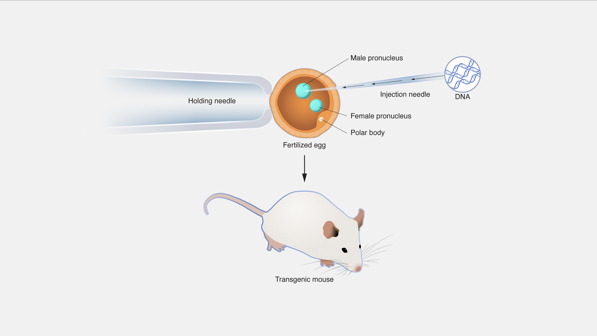 Transgenic