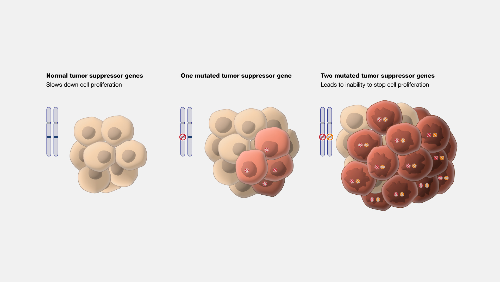 Tumor-suppressor-gene
