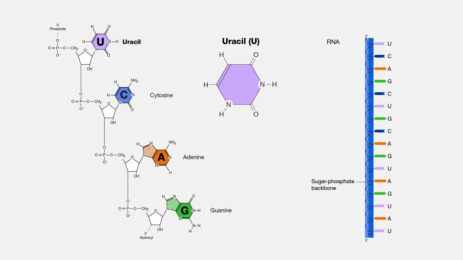 Uracil