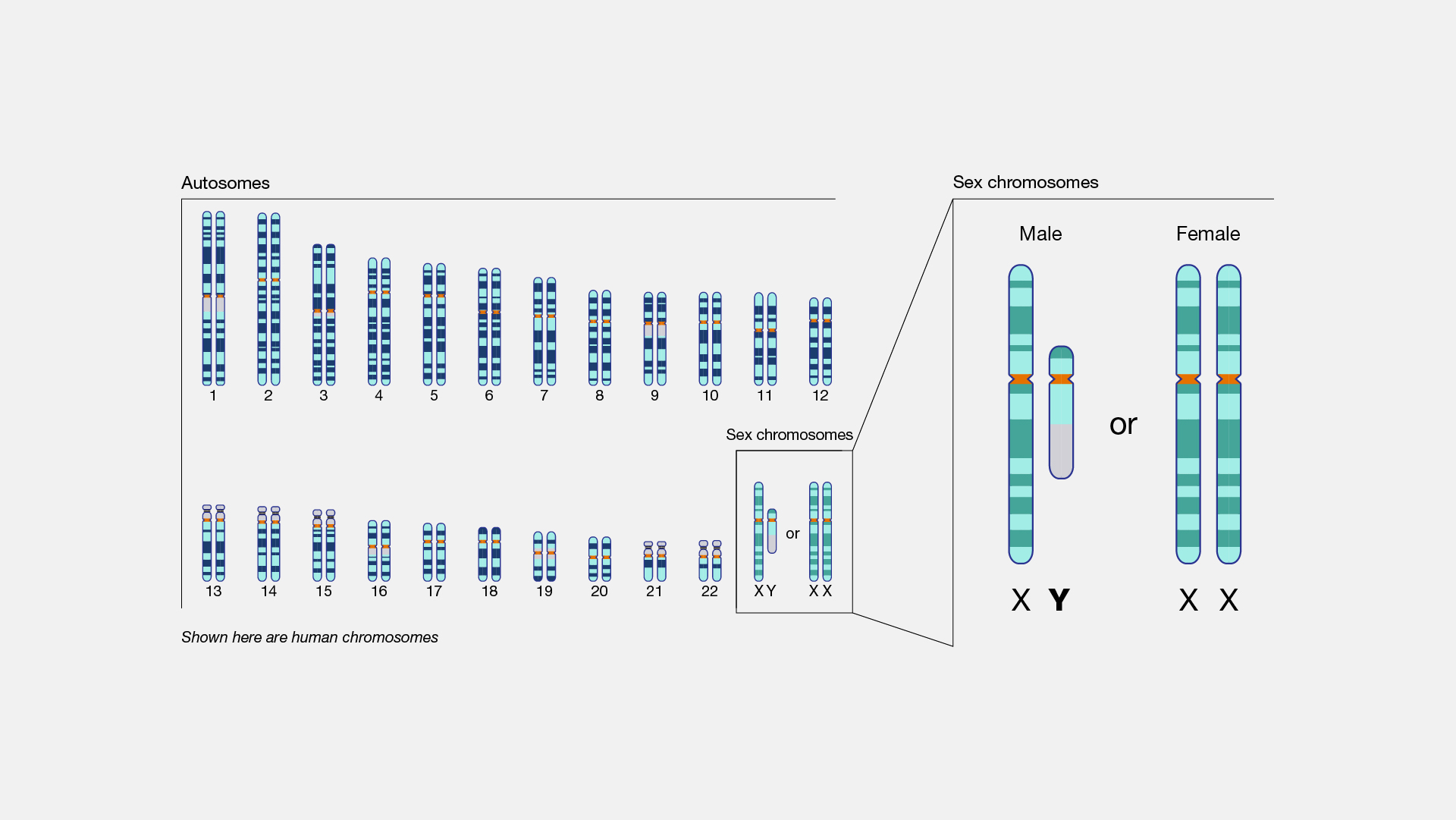 Y-chromosome