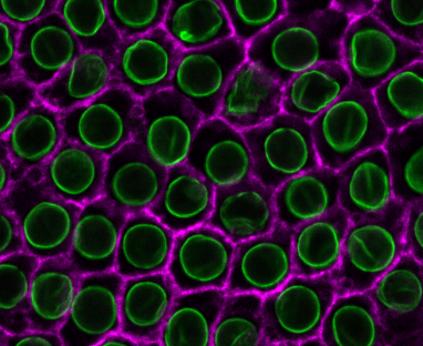 Image of Lamin Actin 