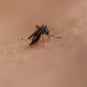This photo is a close-up of an Aedes mosquito on human skin.
