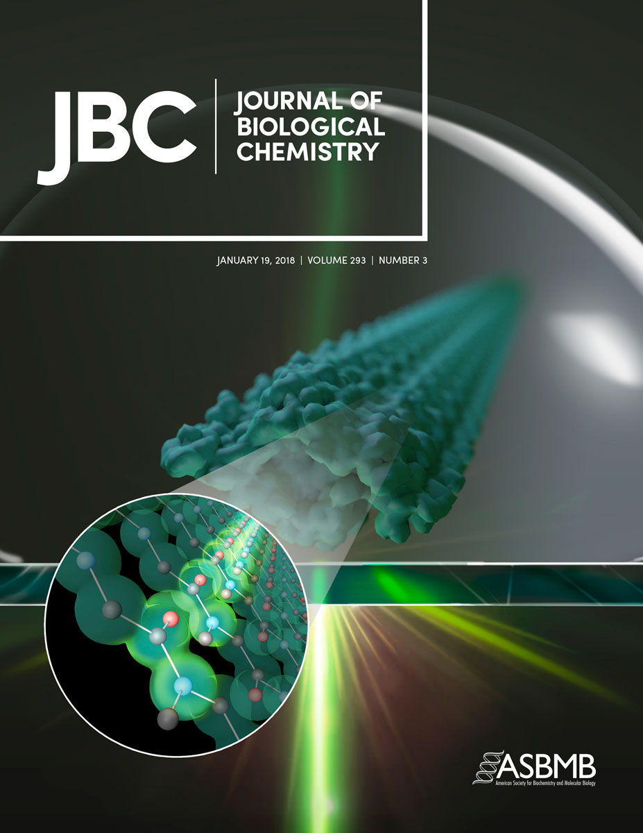 Amyloid fibril imaging with Raman microspectroscopy