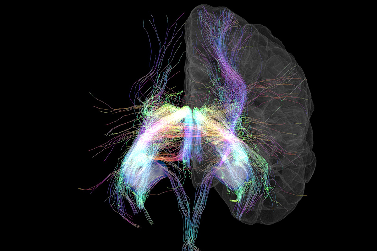 network of nerve fibers to and from the hippocampus