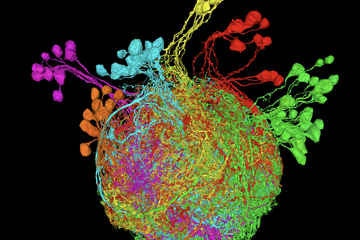 Premotor Neurons Controlling the Fruit Fly Leg