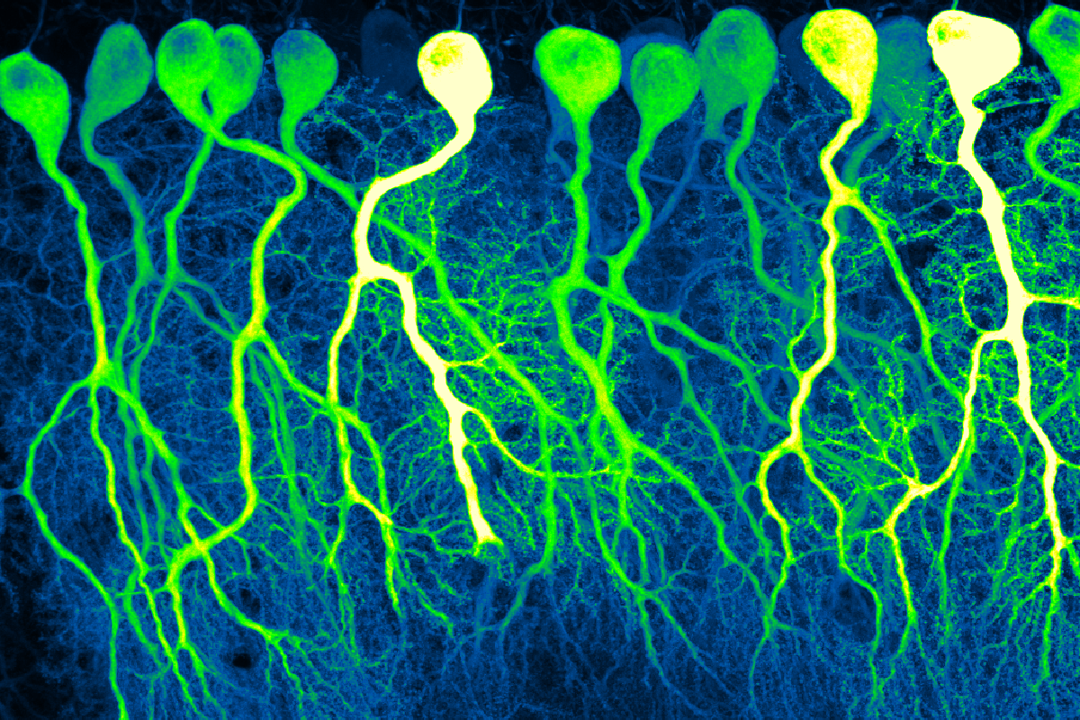 Purkinje cells in the mouse cerebellum