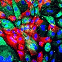 Cell Biology