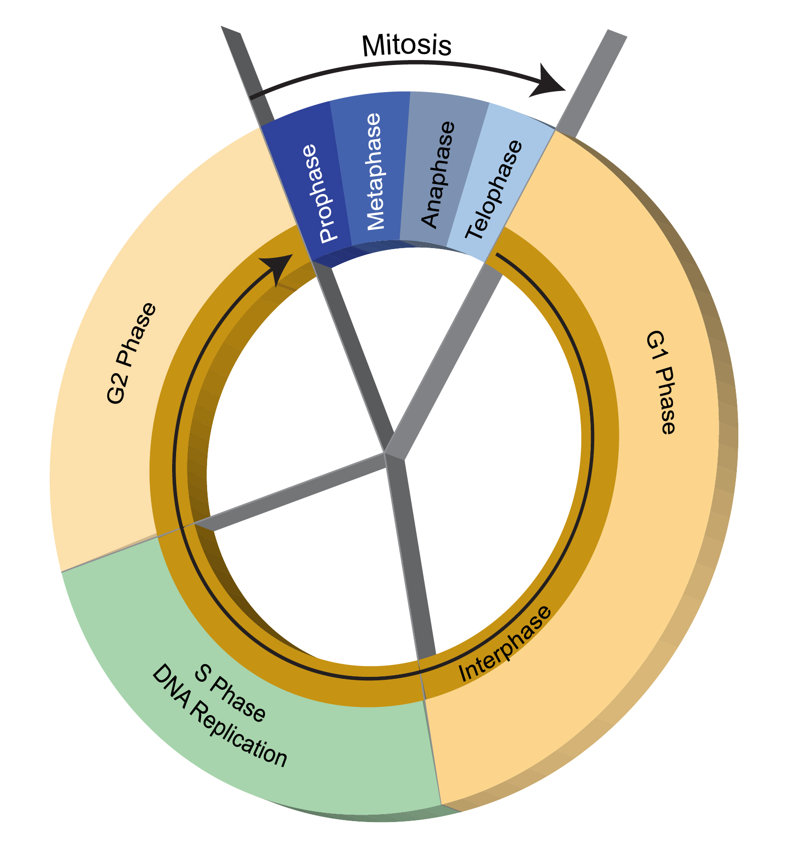 cell_cycle