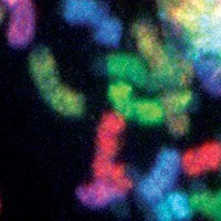 Chromosome Biology
