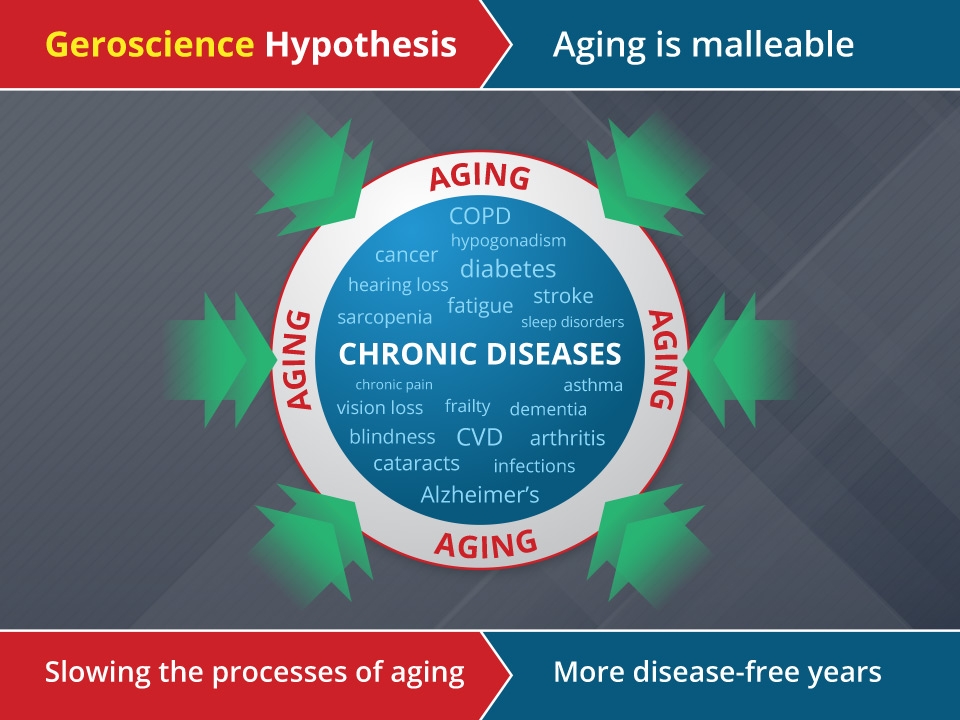 Graphic on Geroscience Hypothesis: Aging is malleable, slowing the process of aging, more disease-free years. In the center, a circle lists common chronic diseases, such as COPD, diabetes, asthma, dementia, CVD, and Alzheimer’s. Around the circle is an outer ring labeled aging, surrounded by green arrows that point inward. The arrows depict the potential for geroscience interventions to reduce the impact of chronic diseases by intervening in the aging process.