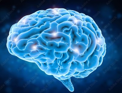 cj-2024-brain.jpg