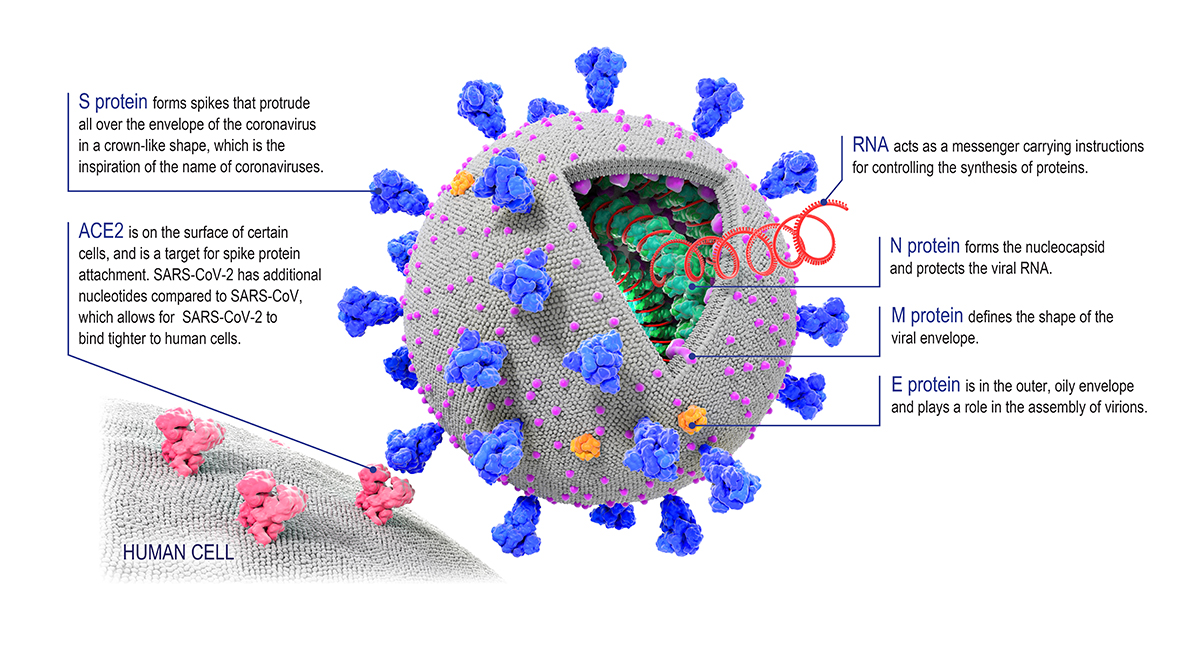 structure of SARS-CoV-2