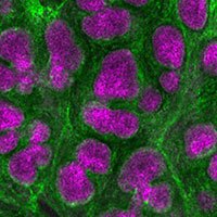 Developmental Biology