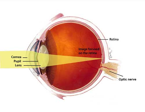 light passes through the cornea, pupil, and lens to the back of the eye. the image is focused on the retina which is located near the optic nerve