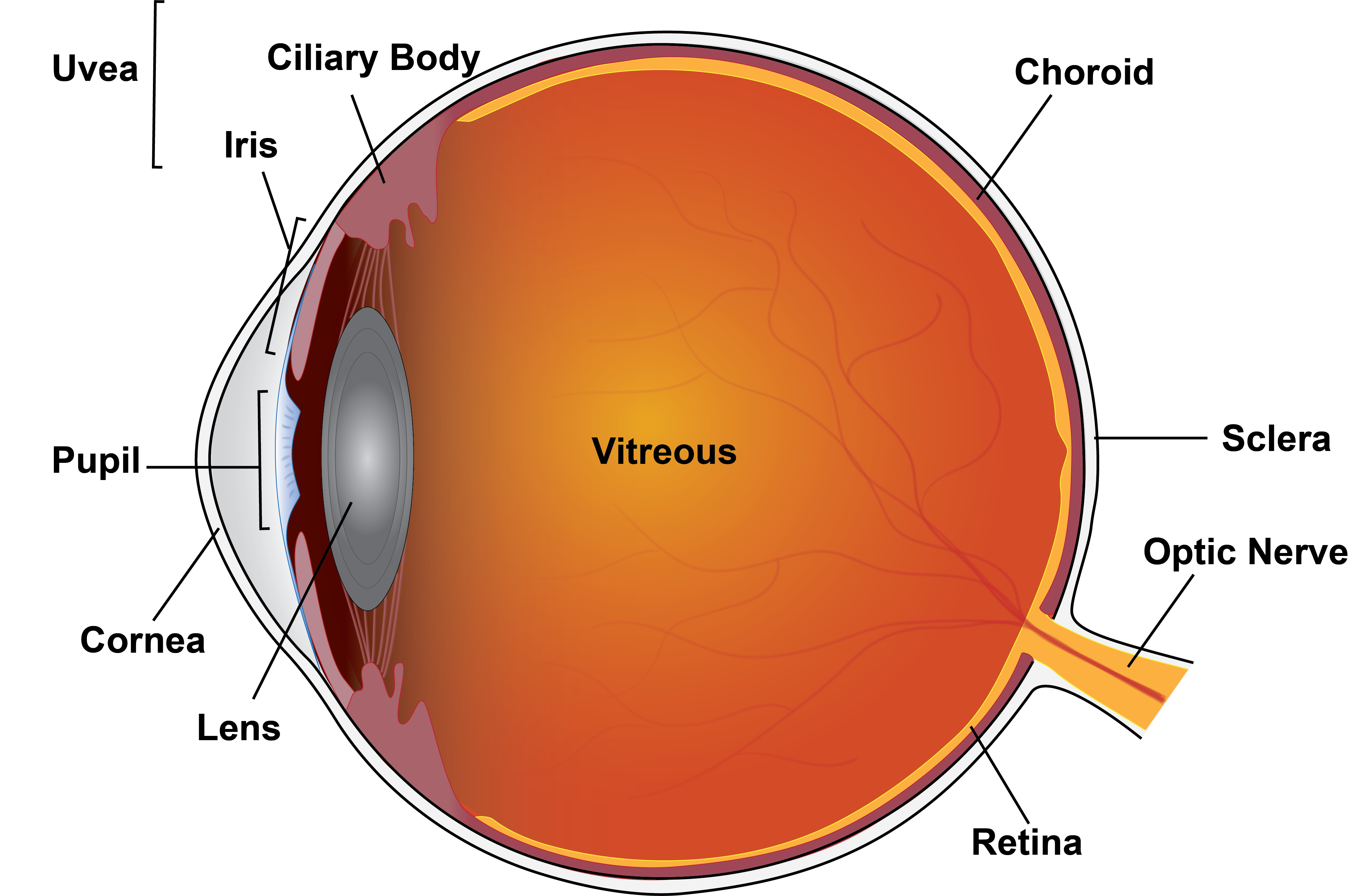 Cross-section schematic showing eye structures.