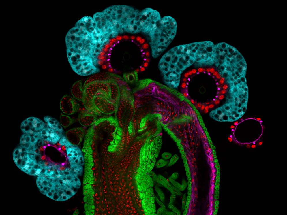 A photo shows the Drosophila female reproductive system.