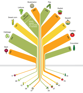 Graphic demonstrating the reduction in varieties of seeds available via commercial seed houses in 1903 and 1983 for beets (from 288 in 1903 to 17 in 1983), cabbage (544 to 28), sweet corn (307 to 12), lettuce (497 to 36), muskmelon (338 to 27), pea (408 to 25), radish (463 to 27), squash (341 to 40), tomato (408 to 79), and cucumber (285 to 16).