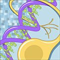 genecell-120px.jpg