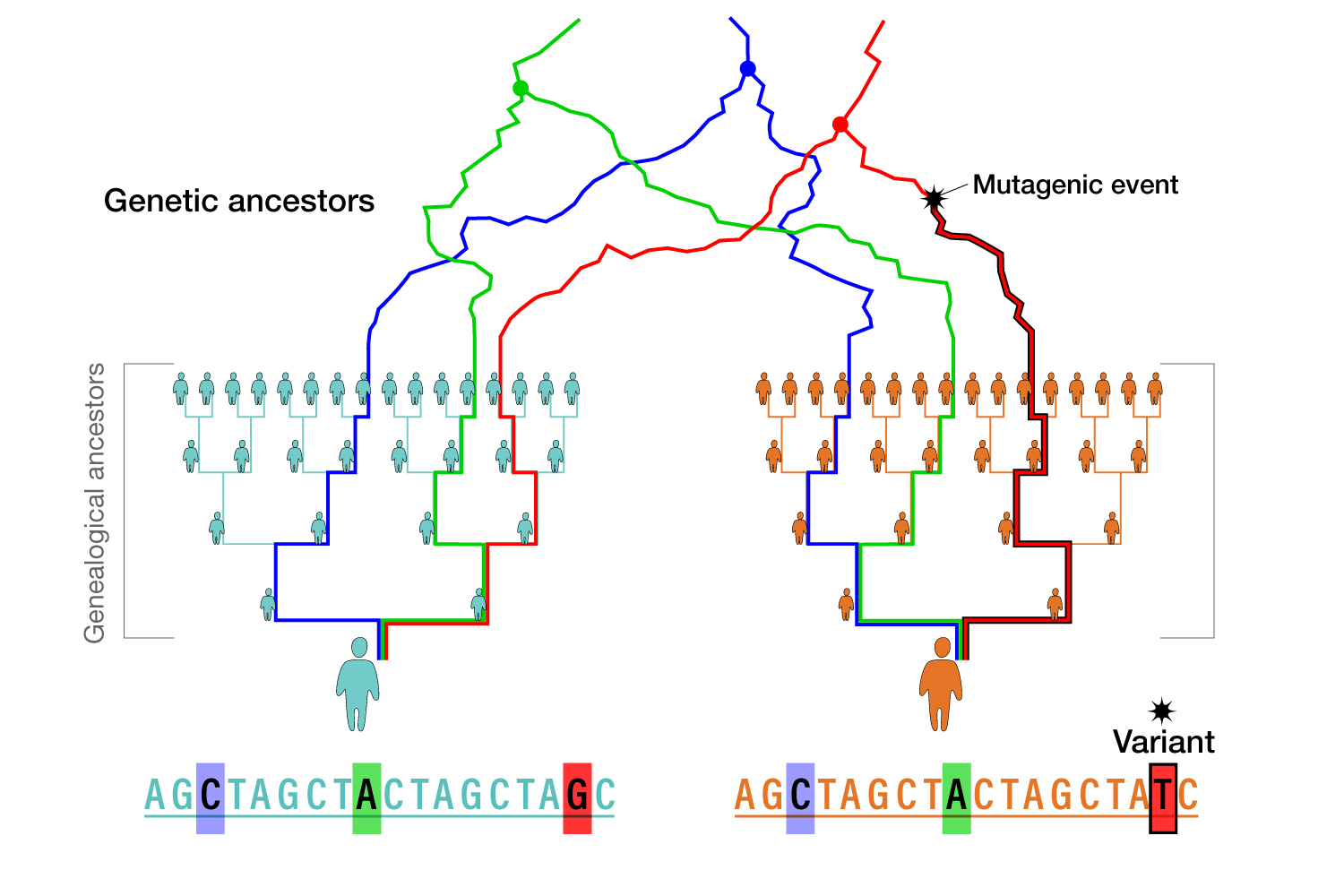 Image explaining Genetic ancestry, tracing a mutation down to an individual